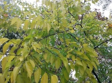 mopana-autumn-tree-15