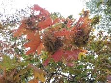 mopana-autumn-tree-14