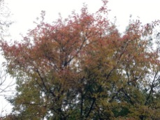 mopana-autumn-tree-13