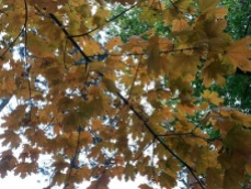 mopana-autumn-tree-12