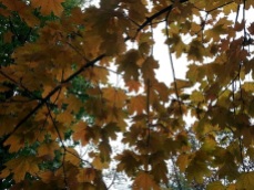 mopana-autumn-tree-11