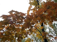 mopana-autumn-tree-10