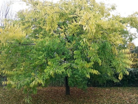 mopana-autumn-tree-09