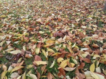 mopana-autumn-leaves-01