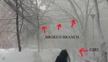 mopana-broken-branch-02