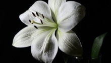 mopana-lilies-flower-01