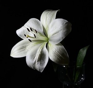 lilies-flower-01