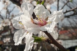 mopana blooming tree