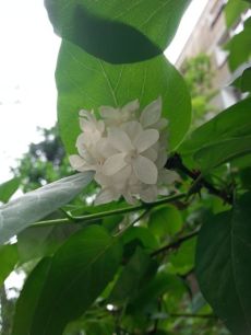 mopana-beautiful-white-lilac-01