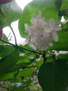 mopana-beautiful-white-lilac-02