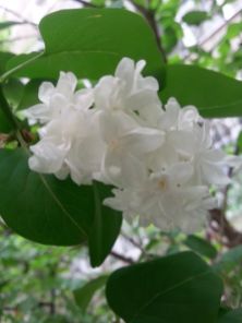 mopana-beautiful-white-lilac-03