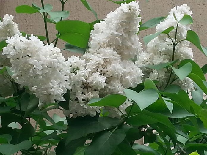 mopana-beautiful-white-lilac-04