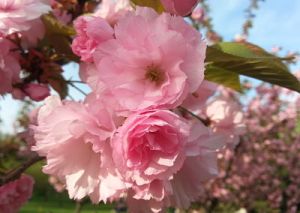 mopana spring sakura