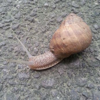 mopana-the-snail-ballade-02