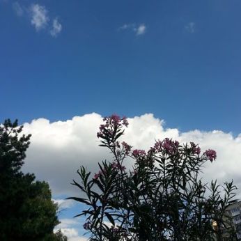 mopana-flowers-among-clouds-01