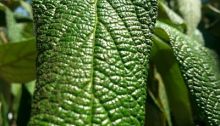 mopana-nice-drawing-green-leaf-01