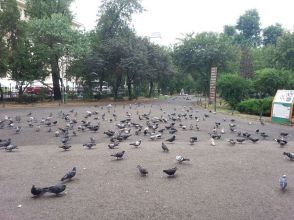 mopana-pigeons-lunch-time-03