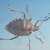 mopana-a-bug-on-my-window-03